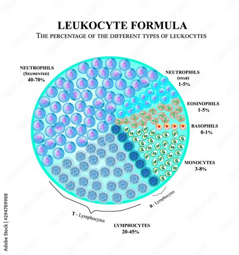 Vettoriale Stock The percentage of different types of white blood cells ...