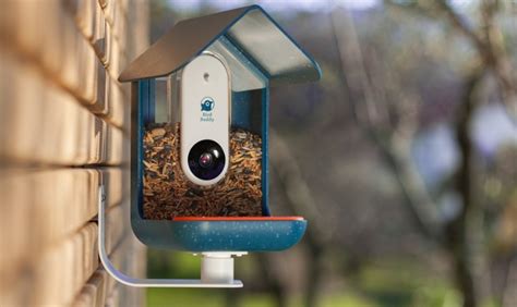 Bird Buddy: A Smart Bird Feeder