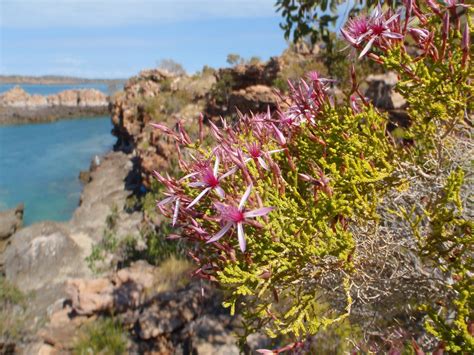 australian flowers turkey bush - Recherche Google