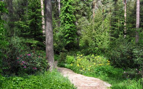 path, Trail, Nature, Landscapes, Plants, Flowers, Bush, Trees, Forest ...