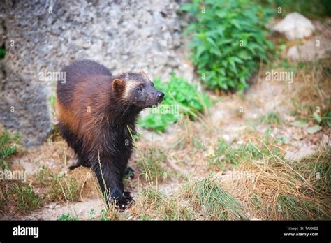 Wolverine animal with prey hi-res stock photography and images - Alamy