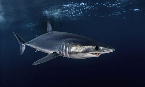 Mako Shark Top Speed: How Fast Are These Speedy Sharks? - A-Z Animals