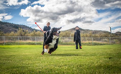 Town's new off-leash dog park officially opens - TimesChronicle.ca