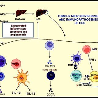 Schematic illustration depicting the pathogenesis of HCC. The ...