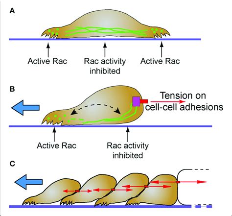 | Intermediate filaments and the establishment of cellular subdomains... | Download Scientific ...