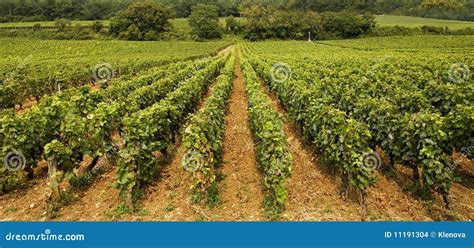 Vineyard in Burgundy stock photo. Image of soil, hill - 11191304