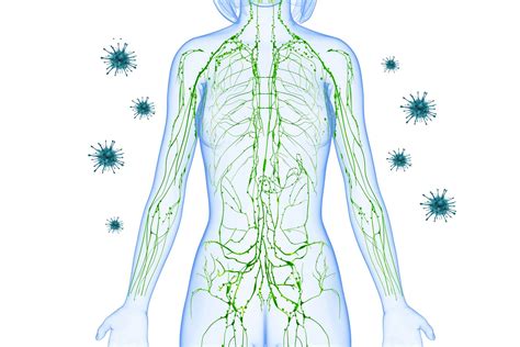 How To Improve Autoimmune System at Luciano Riley blog