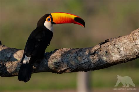 Wild Pantanal - Fascination Wildlife