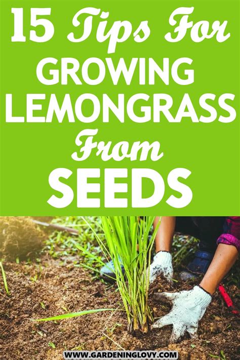 Guidelines On How To Grow Lemongrass From Seeds | Grow lemongrass, Lemon grass, Growing