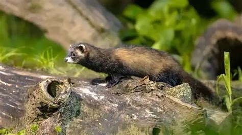 European Polecat - Facts, Size, Diet, Pictures - All Animal Facts