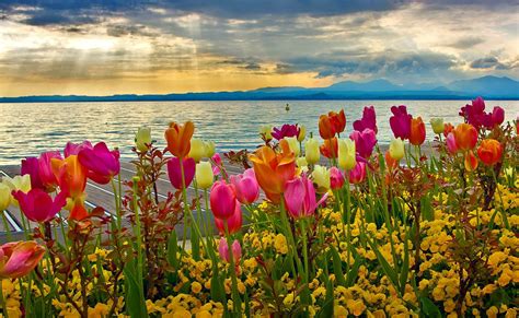 Spring Flowers Background Desktop (66+ pictures)