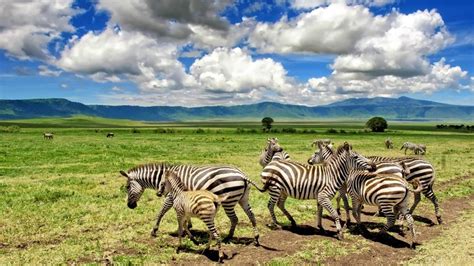 Ngorongoro Conservation Area – Bravo Expedition and Safaris