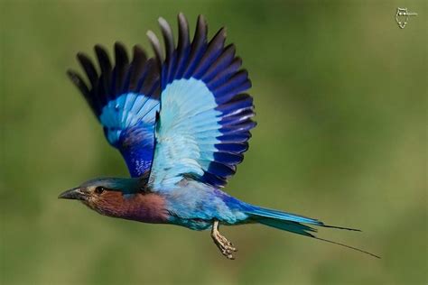 Lilac-breasted roller flying past the photographer. This must be one of the most photographed ...