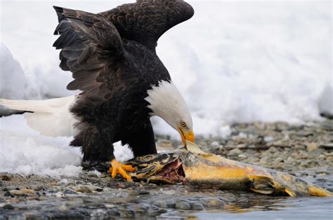 Bald eagle eating salmon, Chilkat River, Alaska. | Expeditions Alaska