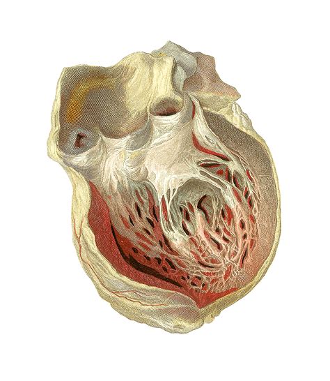 Cardiac Remodeling and Its Significance