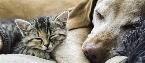 How Dogs and Cats Can Coexist | Nylabone