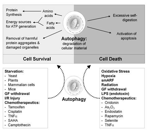 3 Dual role of autophagy in cell survival and cell death. Autophagic... | Download Scientific ...