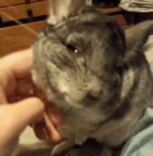 Chinchilla Pet GIF - Chinchilla Chin Pet - Discover & Share GIFs