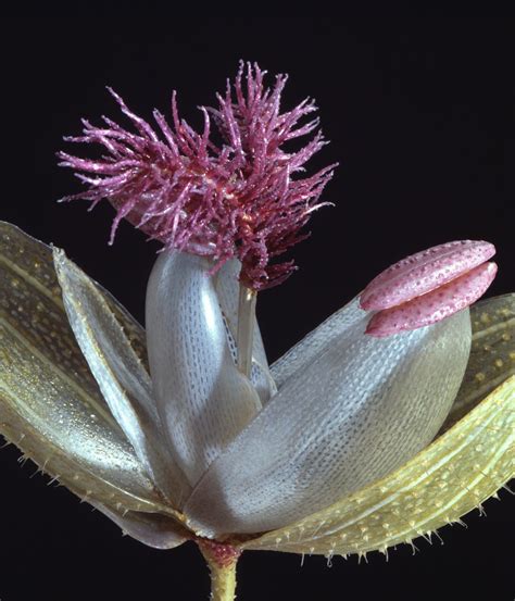 Parvum Opus: The Glass Flowers by R. & L. Blaschka at Harvard's Natural History Museum