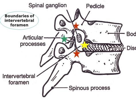 Boundaries of intervertebral foramen – Back To Life Chiropractic