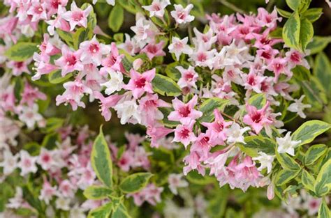 Weigela 'Florida Variegata'