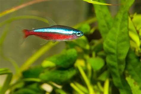 How To Care For Cardinal Tetra: A Complete Fact Sheet, Breeding, Behavior, and Care Guide - VIVOFISH