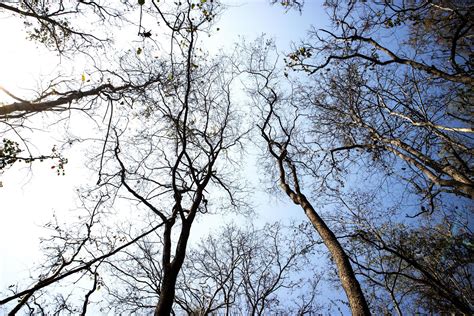 Beautiful autumn season forest with blue sky. 8523044 Stock Photo at ...