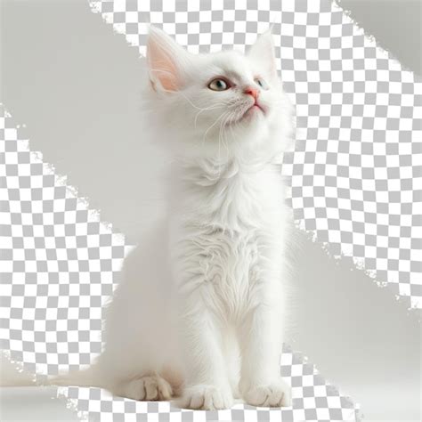 Premium PSD | A white cat with green eyes sits on a white background