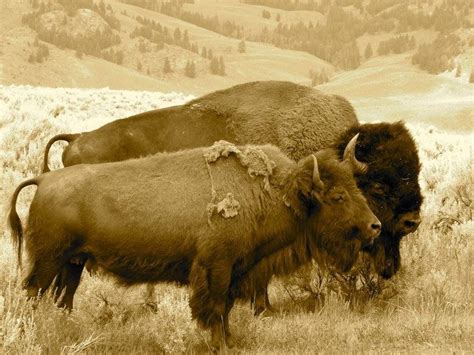 Henry Mountains bison herd - Alchetron, the free social encyclopedia