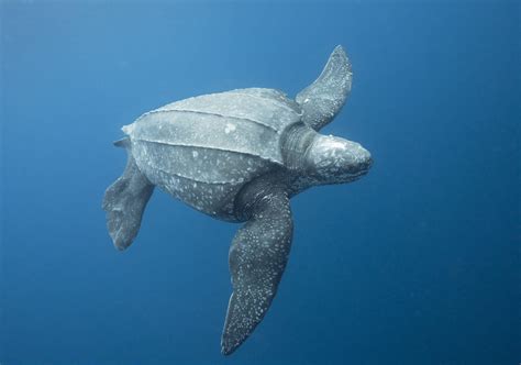 Leatherback turtle: the world's largest turtle