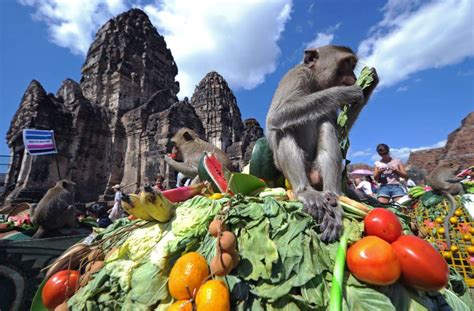 One-Of-A-Kind Scenes From Thailand's Monkey Buffet Festival