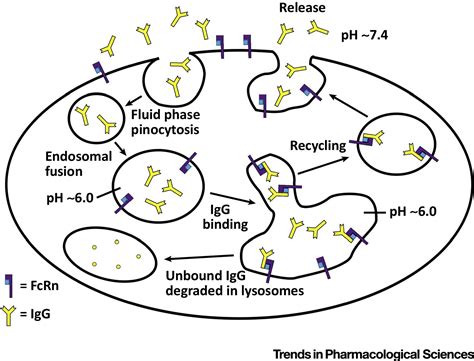 Targeting FcRn to Generate Antibody-Based Therapeutics: Trends in Pharmacological Sciences