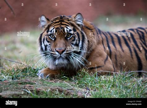 Siberian Tiger Amur tiger Stock Photo - Alamy