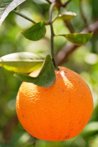 Amazon.com : Dwarf Valencia Orange Tree; Grows on Your Patio or in Your Home; Produces Full Size ...