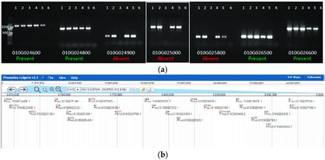 Delineated region on chromosome 10. (a) Two hundred and fifty kb ...