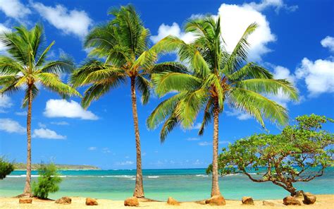 Palm Tree Beach Wallpaper ·① WallpaperTag