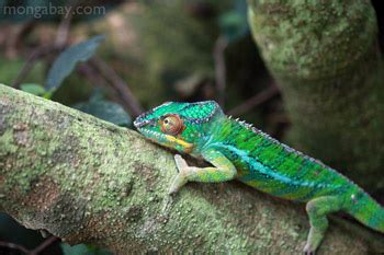 Photo slideshow: rainforest reptiles