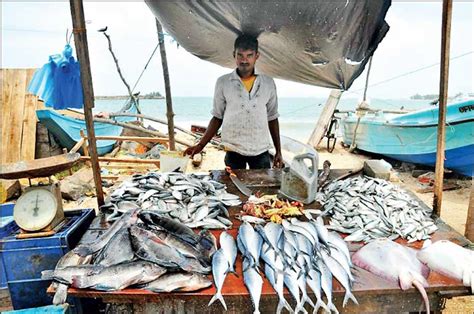 Towards sustainable fisheries in Sri Lanka | Daily FT