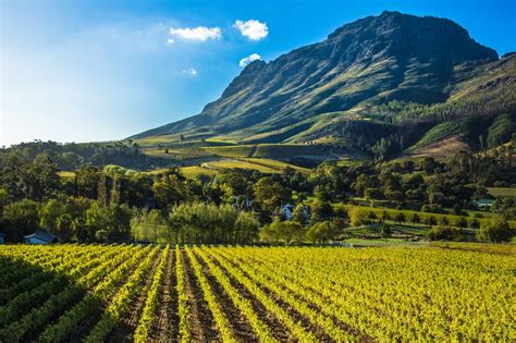 The Agriculture Budget Vote Speech presented a positive message for the sector | Wandile Sihlobo
