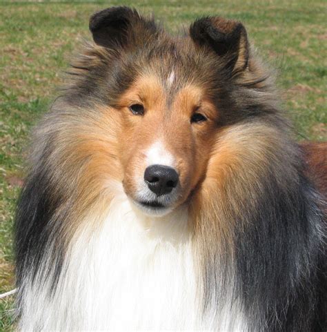 The Collie is not a specific breed but is a distinctive type of herding ...