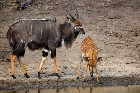 Nyala Facts - CRITTERFACTS