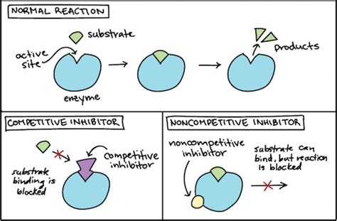 Khan Academy | Enzymes biology, Biology classroom, Teaching biology