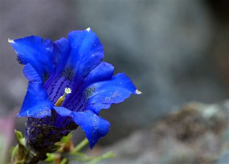 Blue Enzian Alpine Flower - Free photo on Pixabay