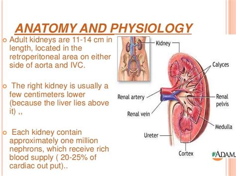 medicine.Kidney lecture 1.(dr.ala)