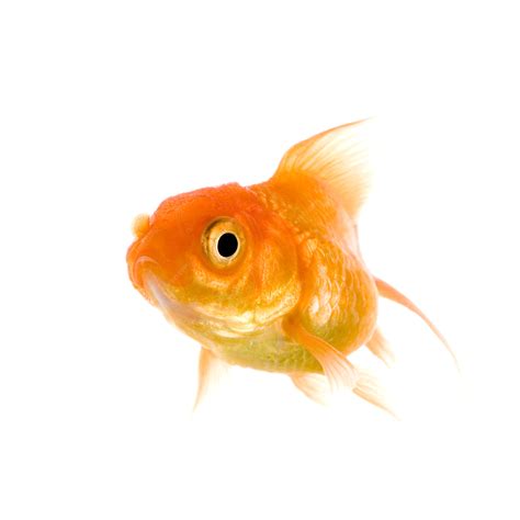 Premium Photo | Goldfish on white