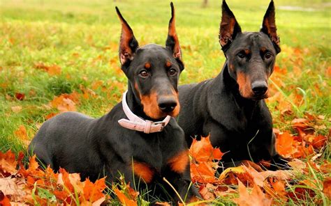 Doberman Wallpapers - Wallpaper Cave