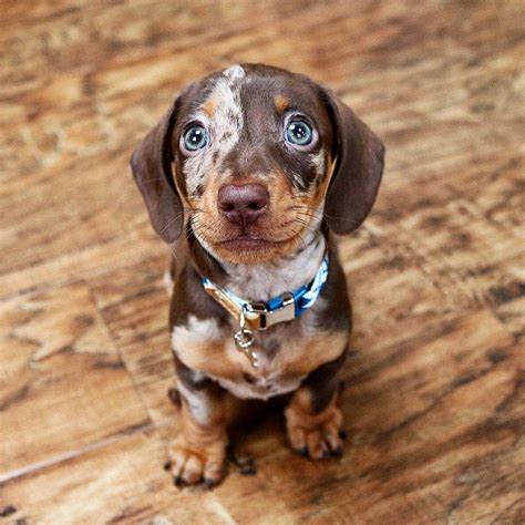 25 of the Cutest Puppies We've Ever Seen