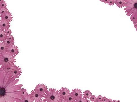 Pink Flowers Sprinkled at corners of Rectangular Powerpoint Transparent ...