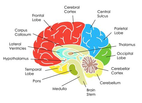 Parts Of The Human Brain And Their Functions - WISURU