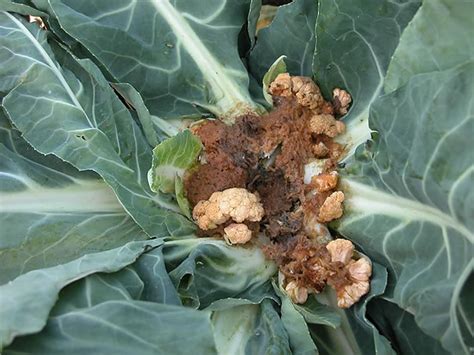 Pourriture molle bactérienne - Brassicacées - LIcultures Ontario